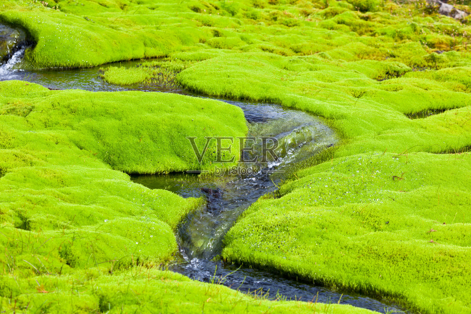 冰岛小河长满青苔照片摄影图片