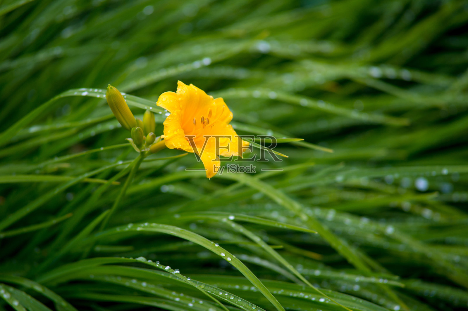 小黄花菜花蕾在花园里，夏天的早晨多雨照片摄影图片
