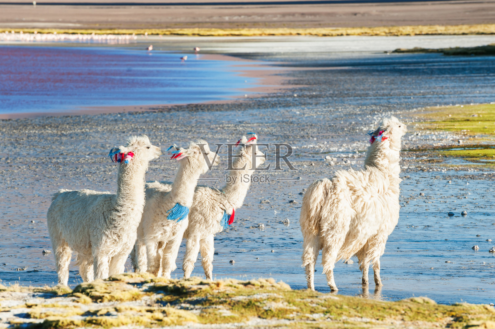 白色羊驼在拉古纳科罗拉多，高原，玻利维亚。照片摄影图片