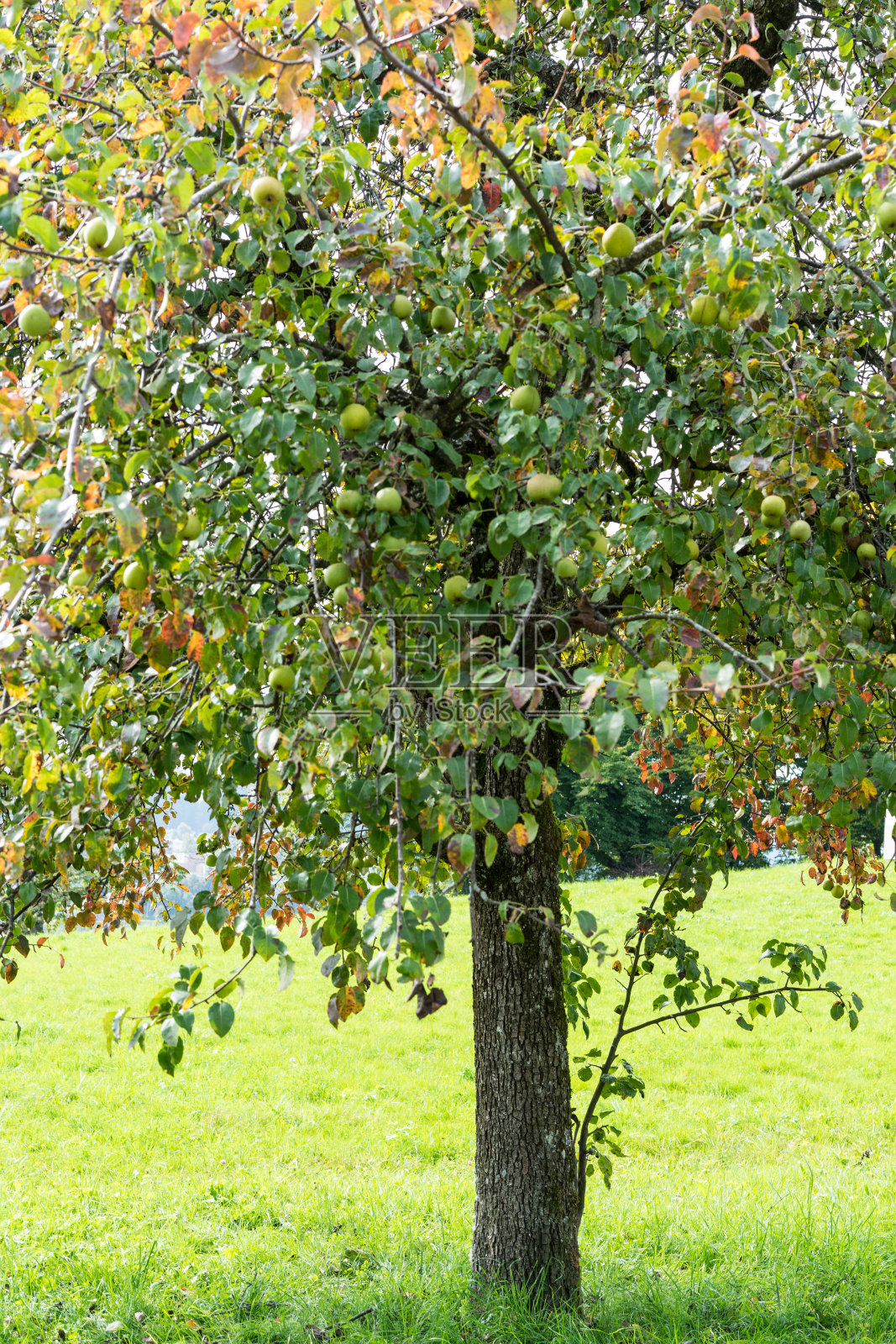 夏天的苹果树，树上挂着成熟的苹果照片摄影图片