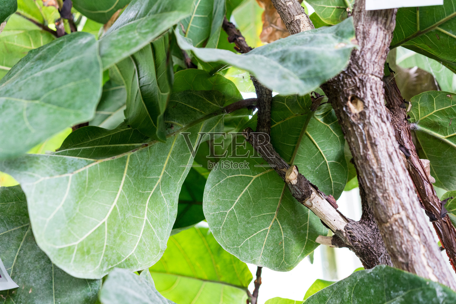 产于非洲热带的一种有大叶子的无花果科橡胶树照片摄影图片