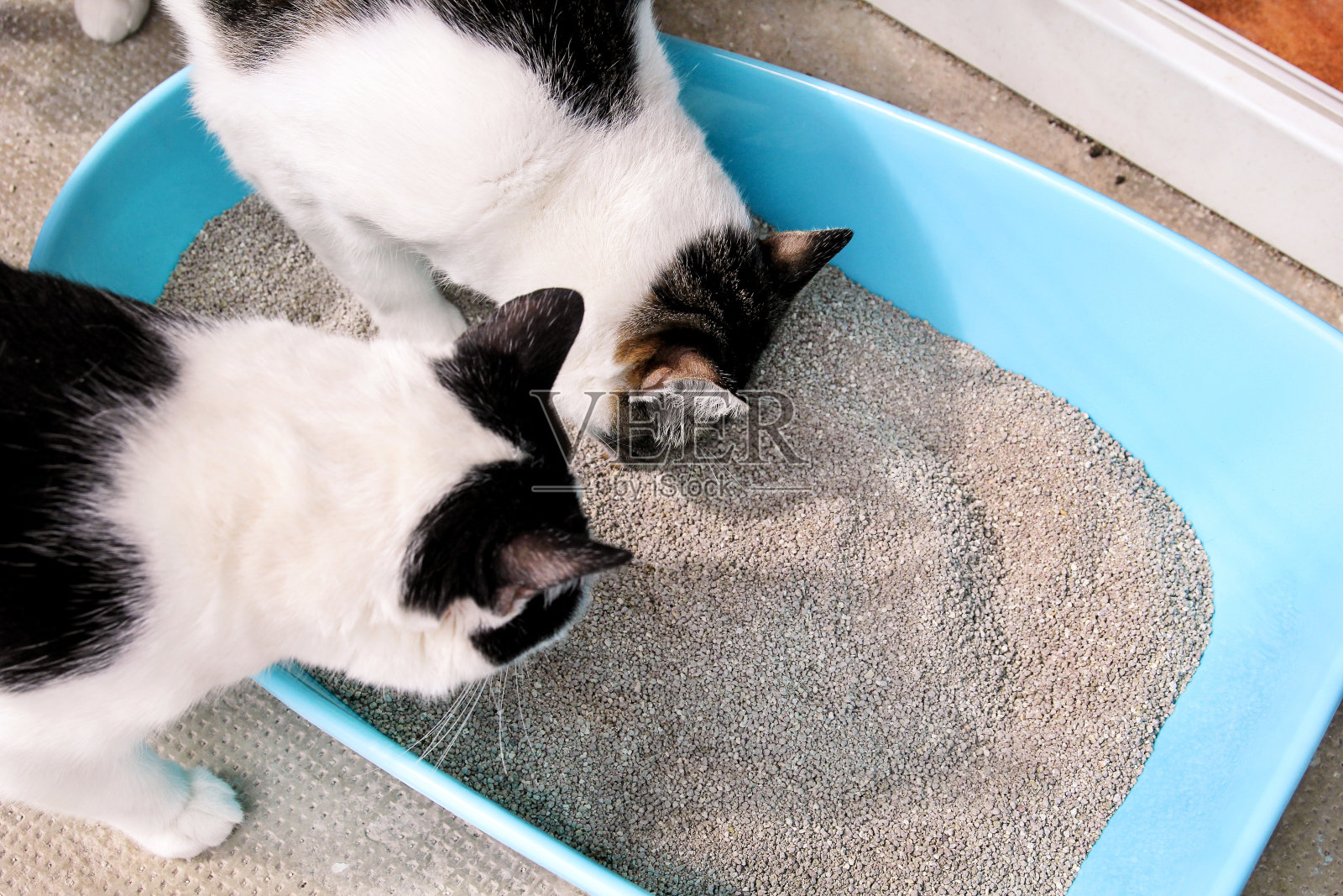 猫在使用厕所，猫在砂箱，用于拉屎或排尿，在干净的沙厕所拉屎。一只猫看着自己在蓝色的猫砂盒里的便便。宠物店。清理垃圾盒。猫在阳台上。照片摄影图片