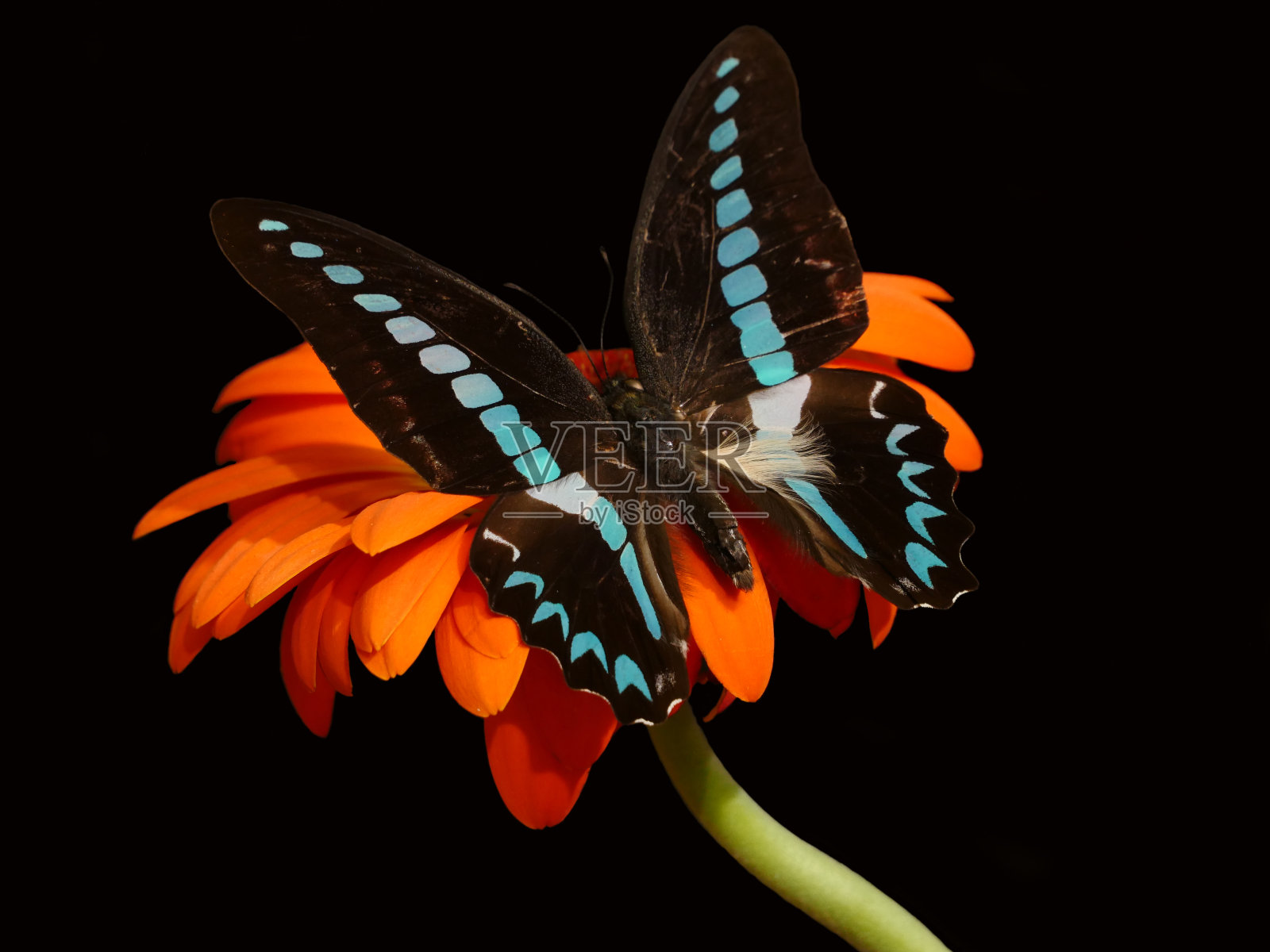 桔黄色非洲菊花上的蓝黑色石墨蝴蝶照片摄影图片