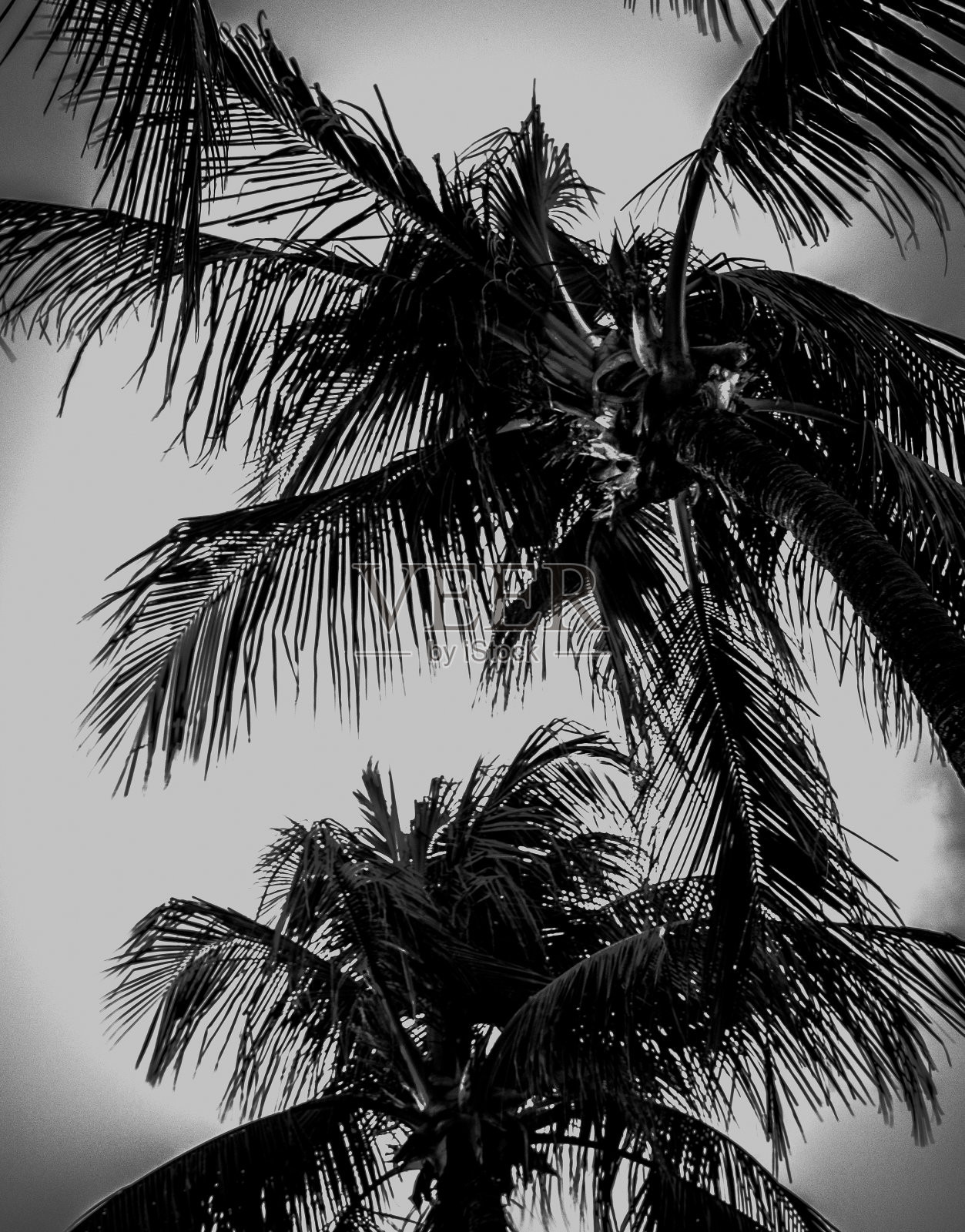 椰子树肘滩-纳塔尔/RN巴西照片摄影图片