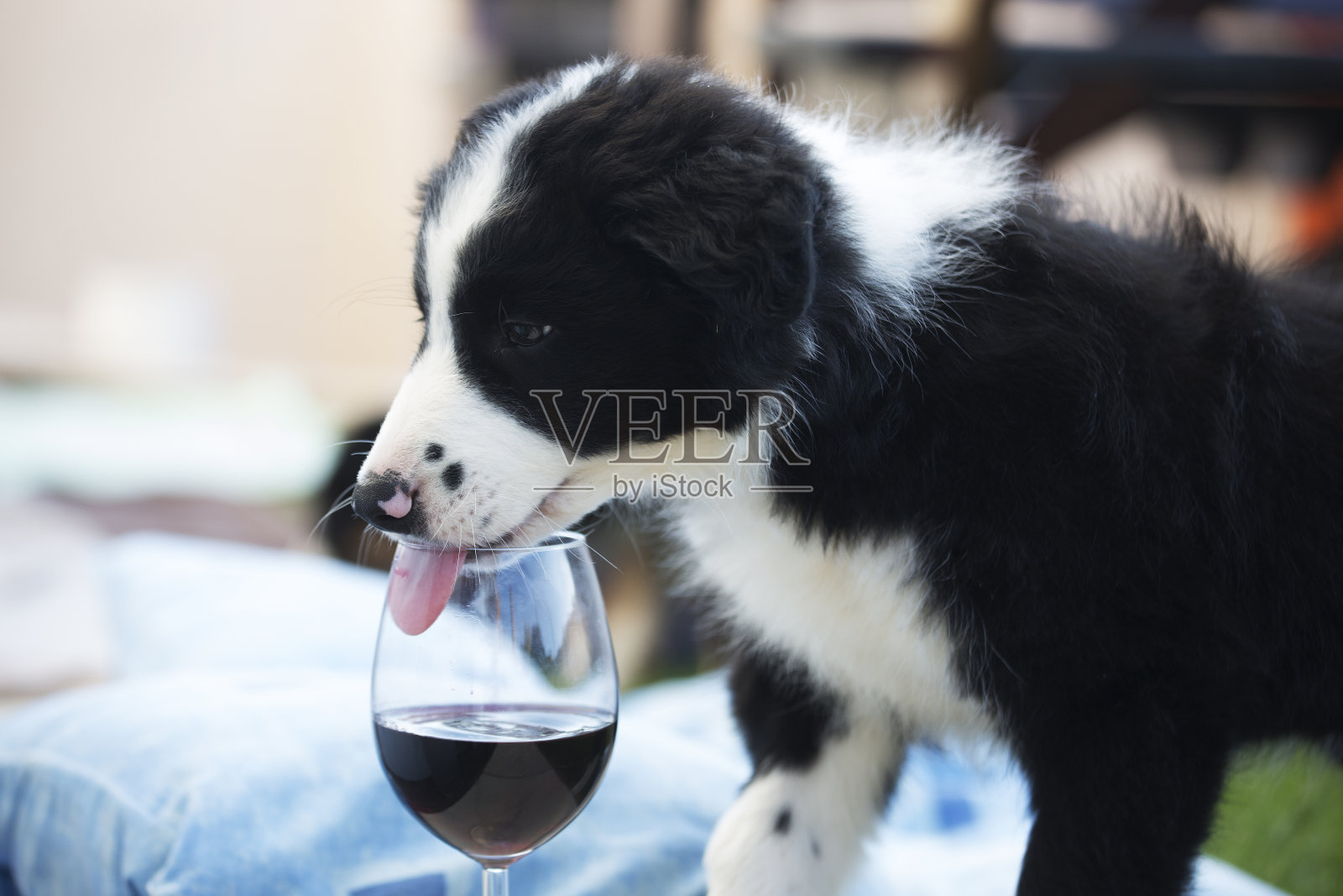 一只红酒杯里吐着舌头的边境牧羊犬照片摄影图片