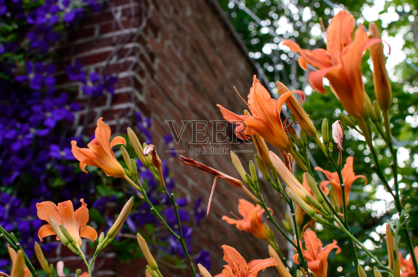 桔黄色黄花菜和攀缘紫铁线莲的低角度视图照片摄影图片