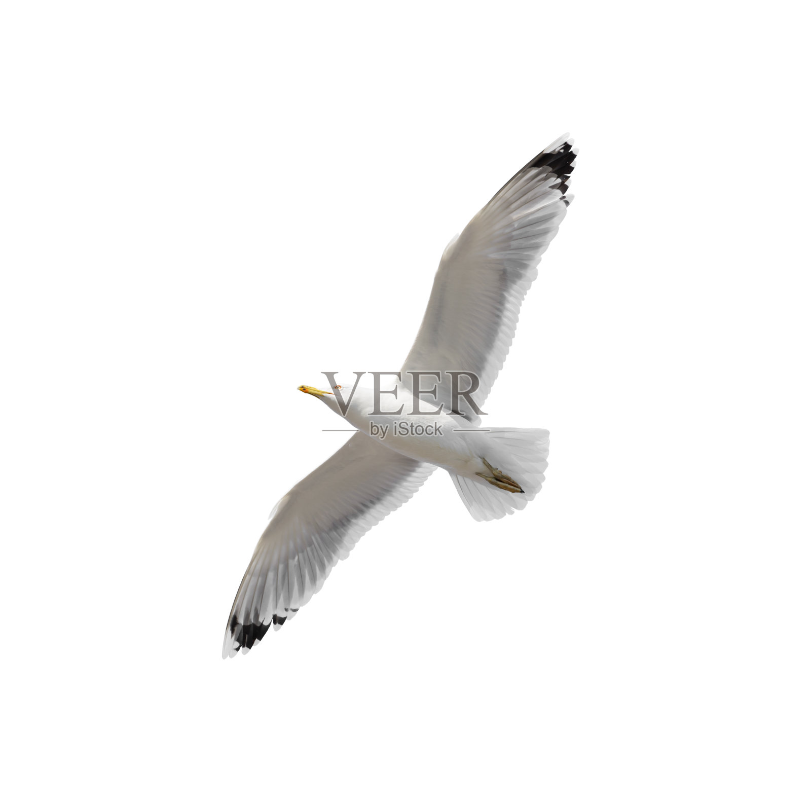 飞翔的海鸥孤立照片摄影图片