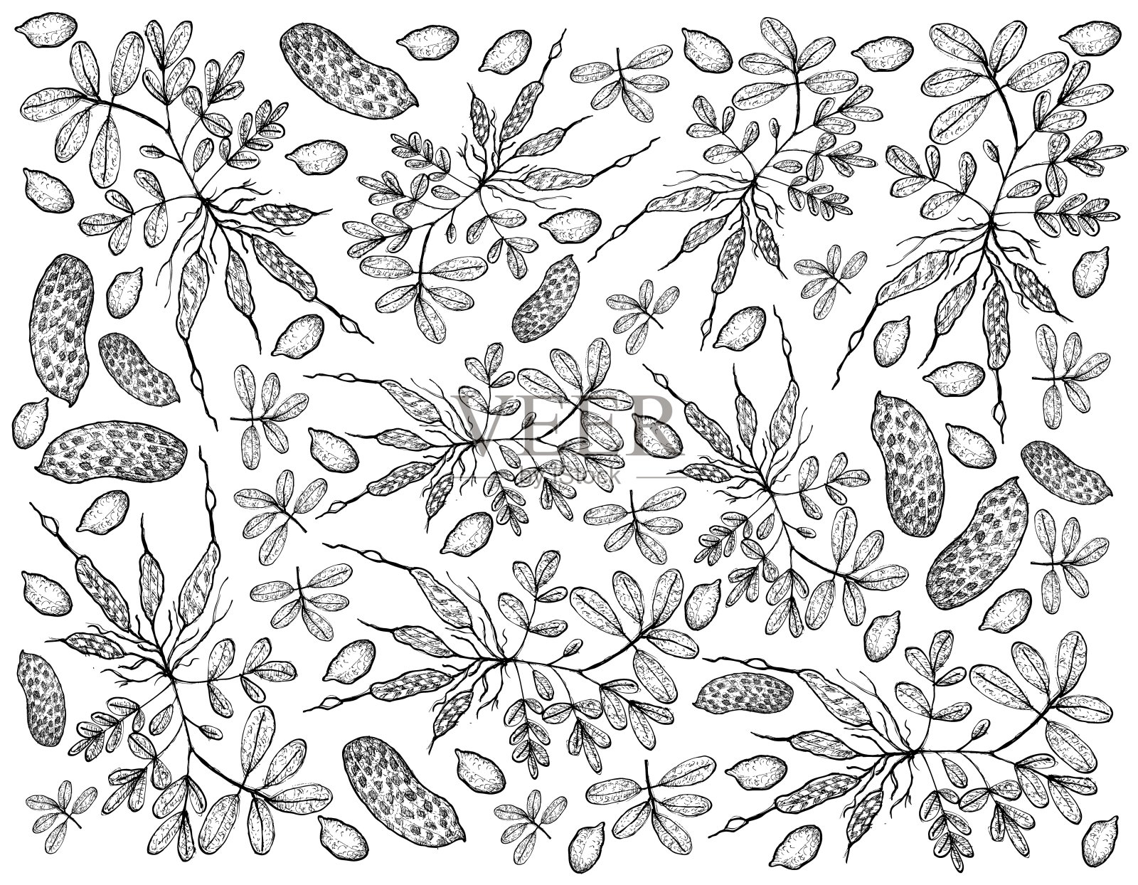 手绘新鲜花生植物背景插画图片素材