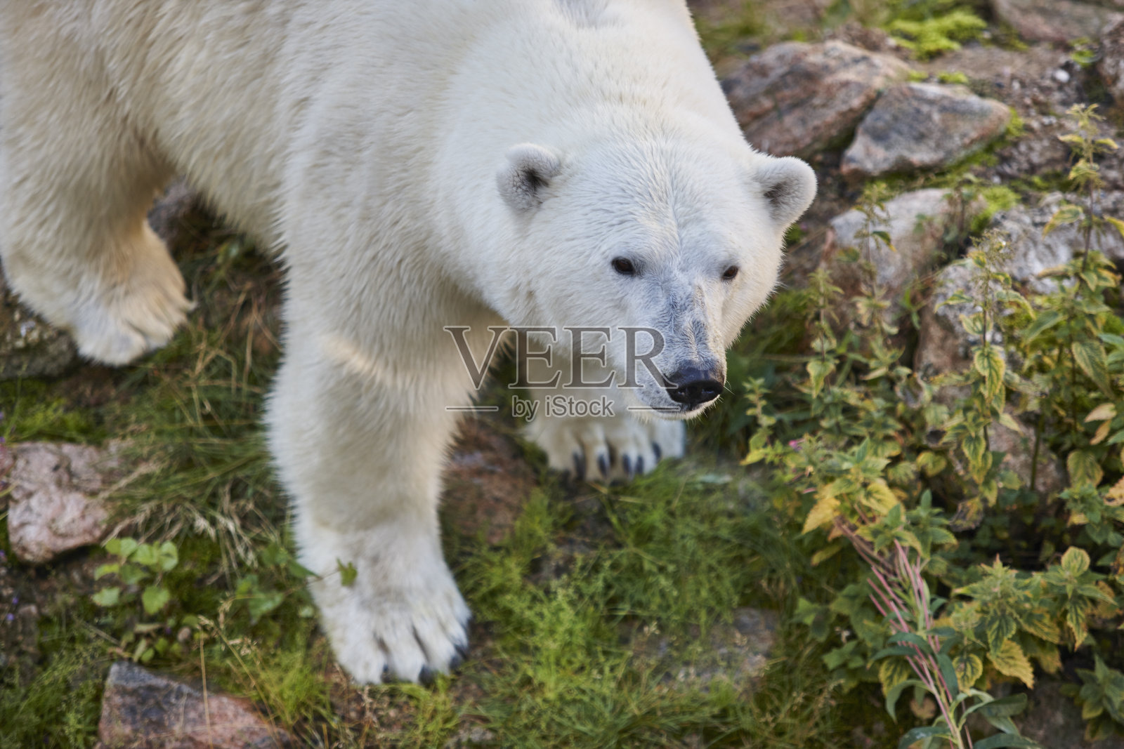 野外的北极熊。野生动物动物的背景照片摄影图片