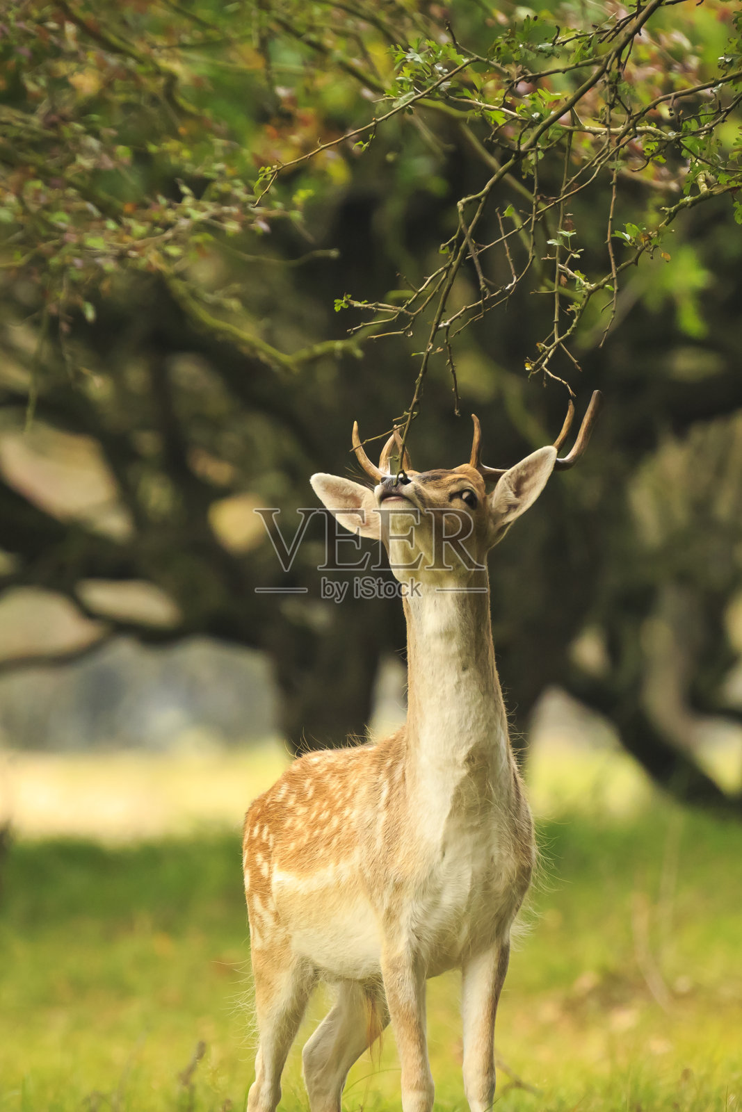 在秋天的时候，年轻的雄鹿Dama Dama带着小鹿角在黑暗的森林里行走。照片摄影图片