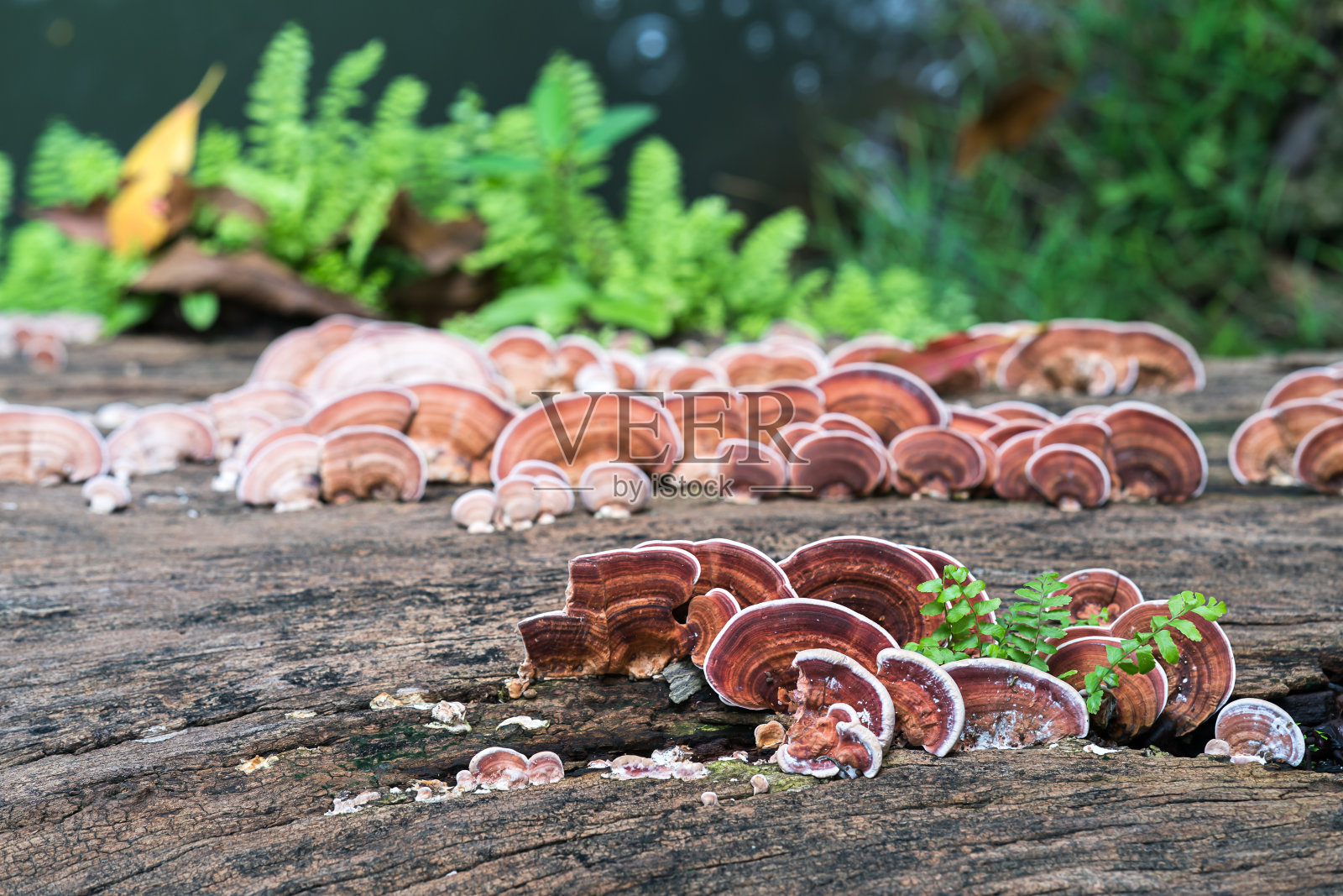 近距离拍摄的蘑菇上的木材照片摄影图片