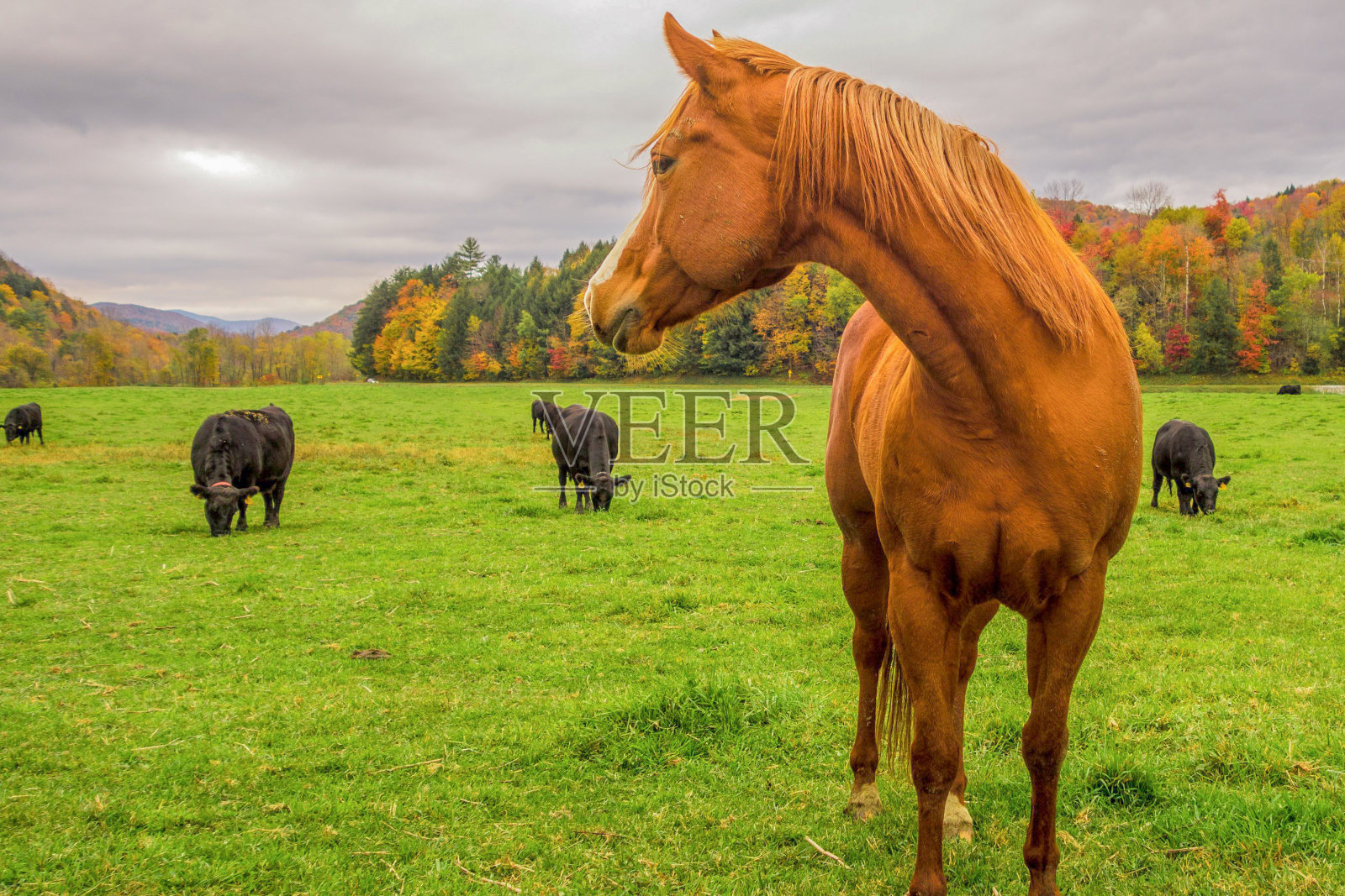 4个季节——秋天，佛蒙特州的马在看奶牛照片摄影图片