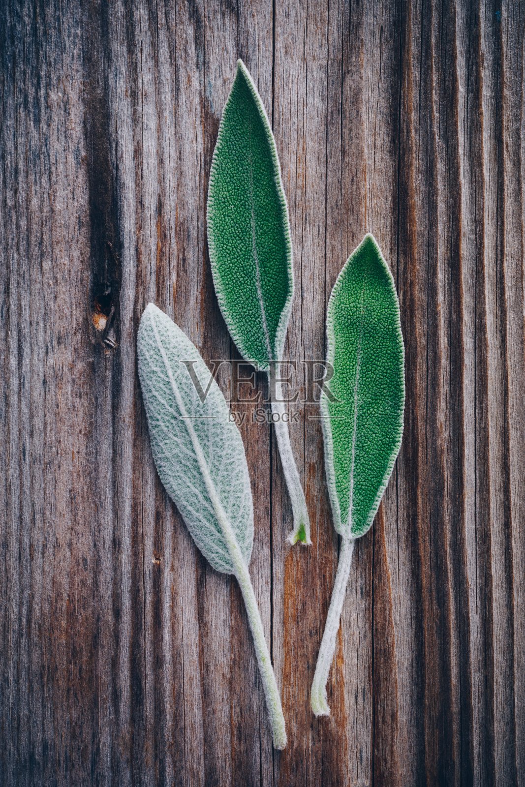新鲜的生鼠尾草叶子放在木桌上。照片摄影图片