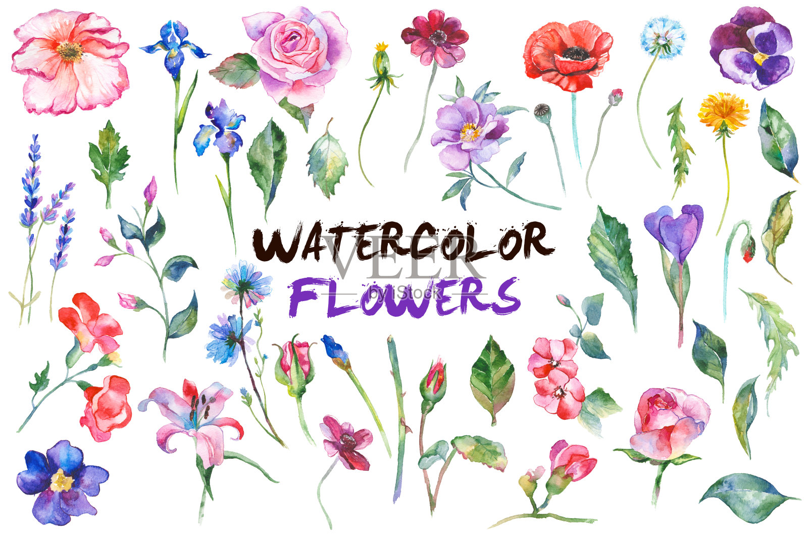 水彩花卉插图插画图片素材