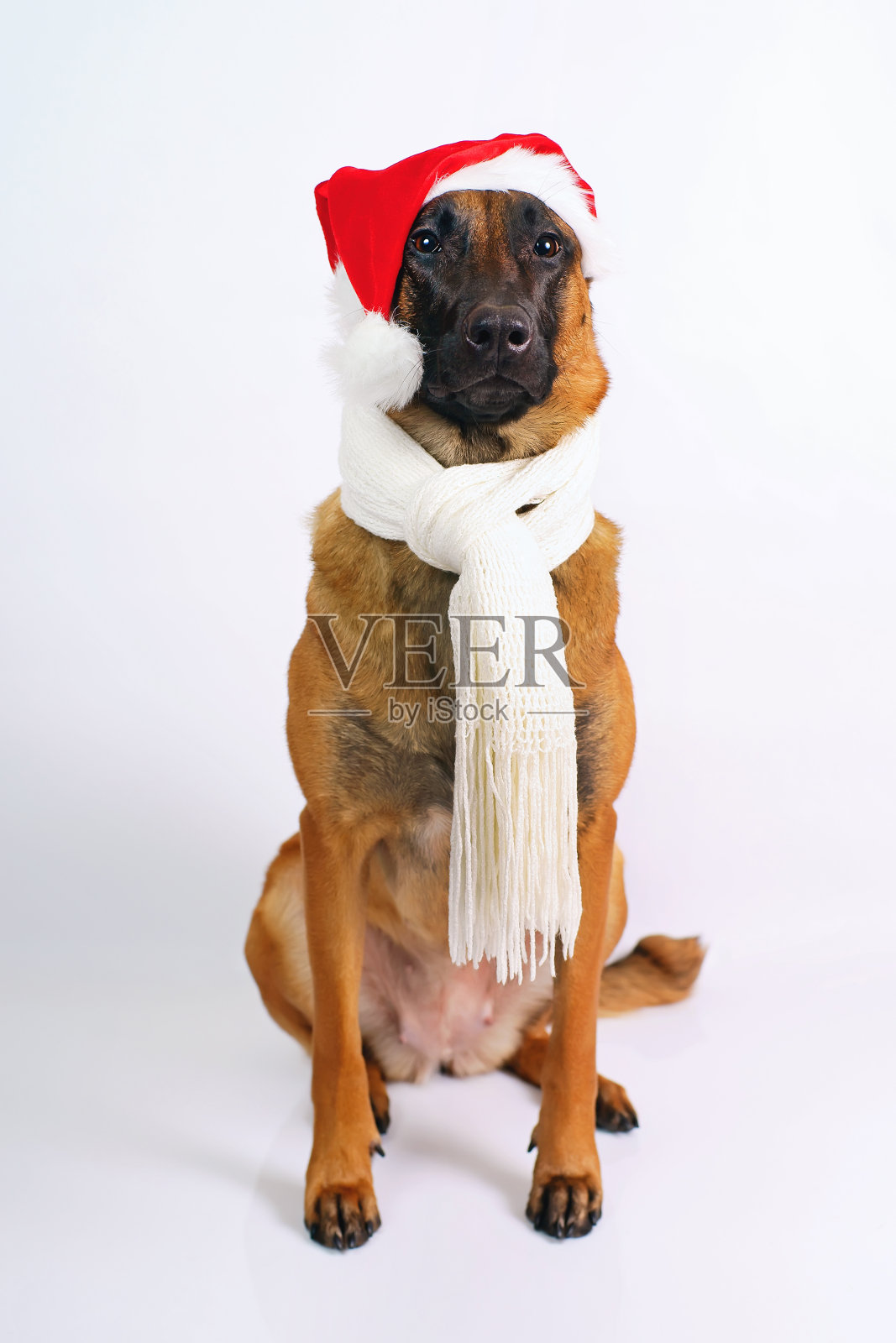 温顺的比利时牧羊犬马利诺斯戴着圣诞老人的红帽，脖子上围着白色的围巾，在白色的背景上摆姿势照片摄影图片