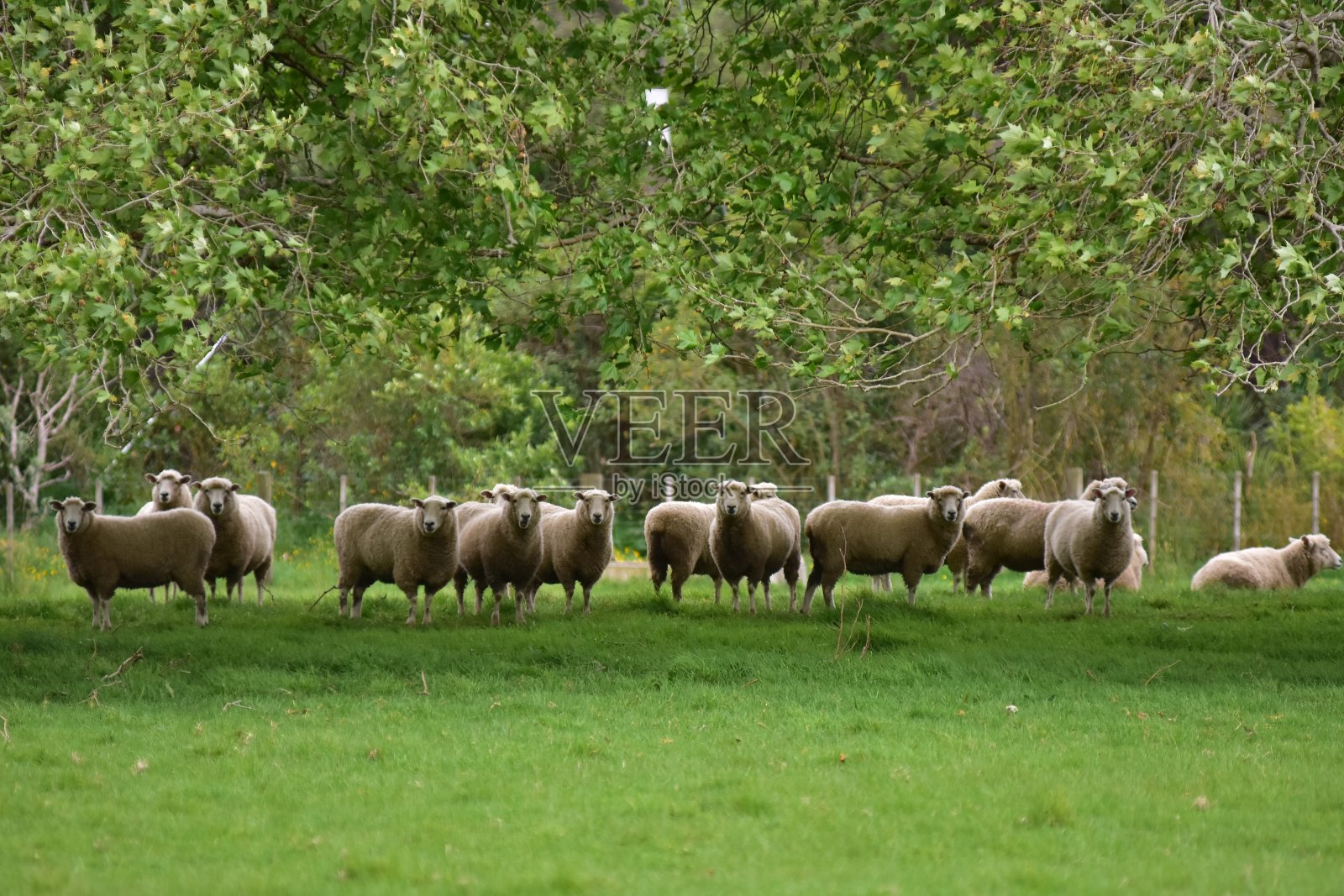 羊群在树下的草地上照片摄影图片