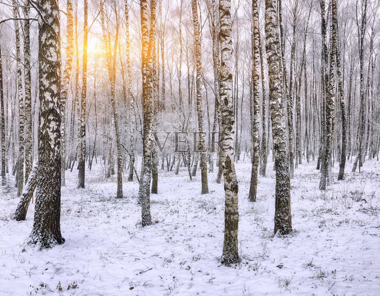 日落在白桦林。照片摄影图片
