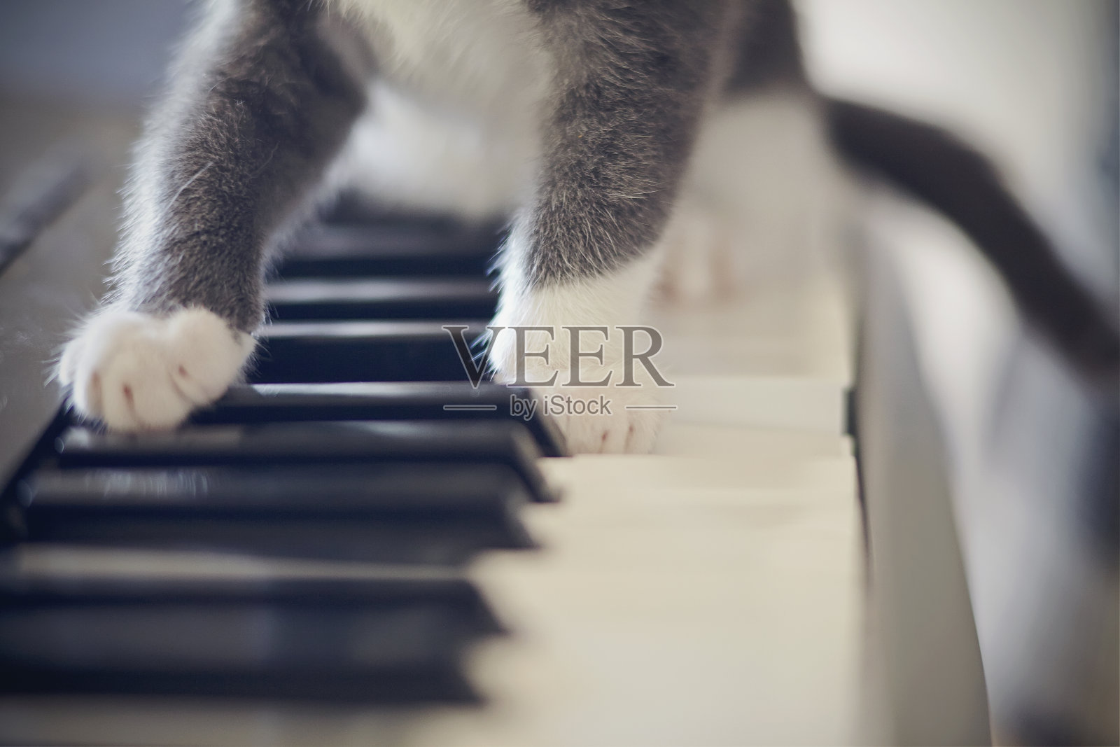 合成器键盘上的白爪子猫。照片摄影图片