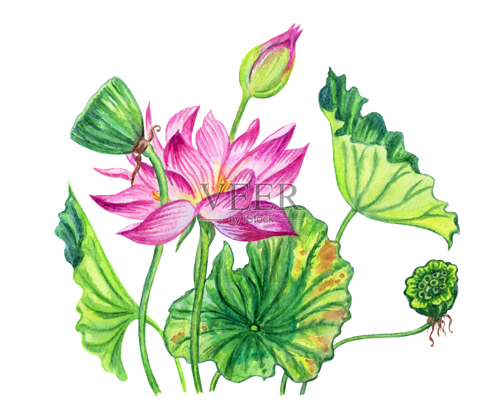 粉红色的荷花，有叶子和种子设计元素图片