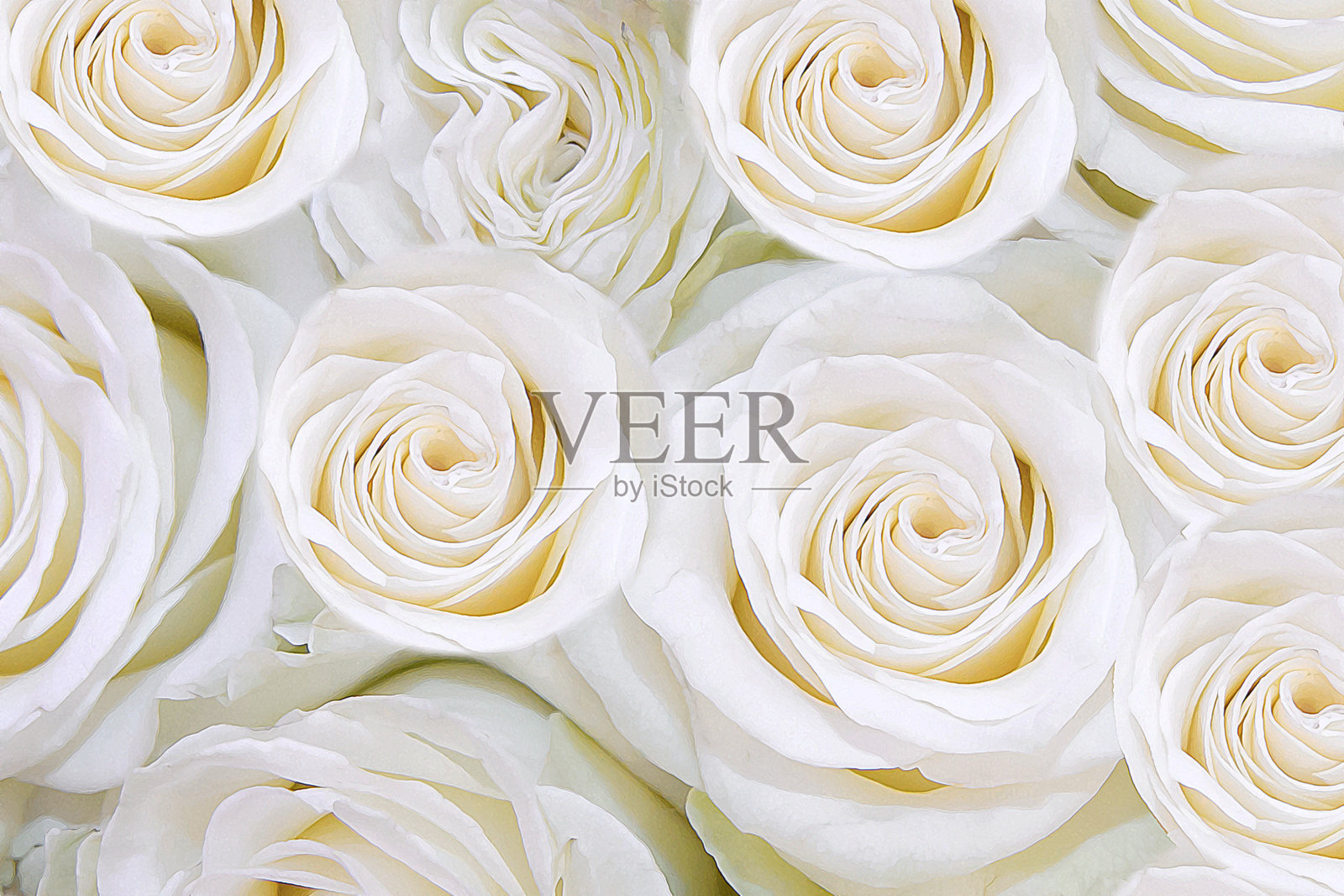 背景是温柔的白色玫瑰花。T照片摄影图片