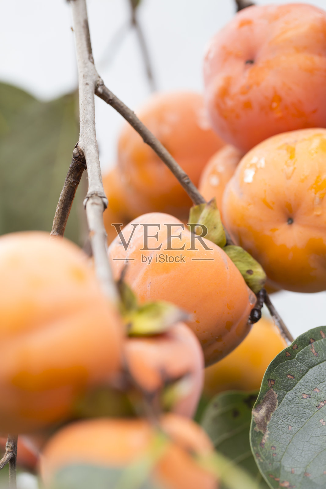 近距离观察树上成熟的柿子果实。照片摄影图片