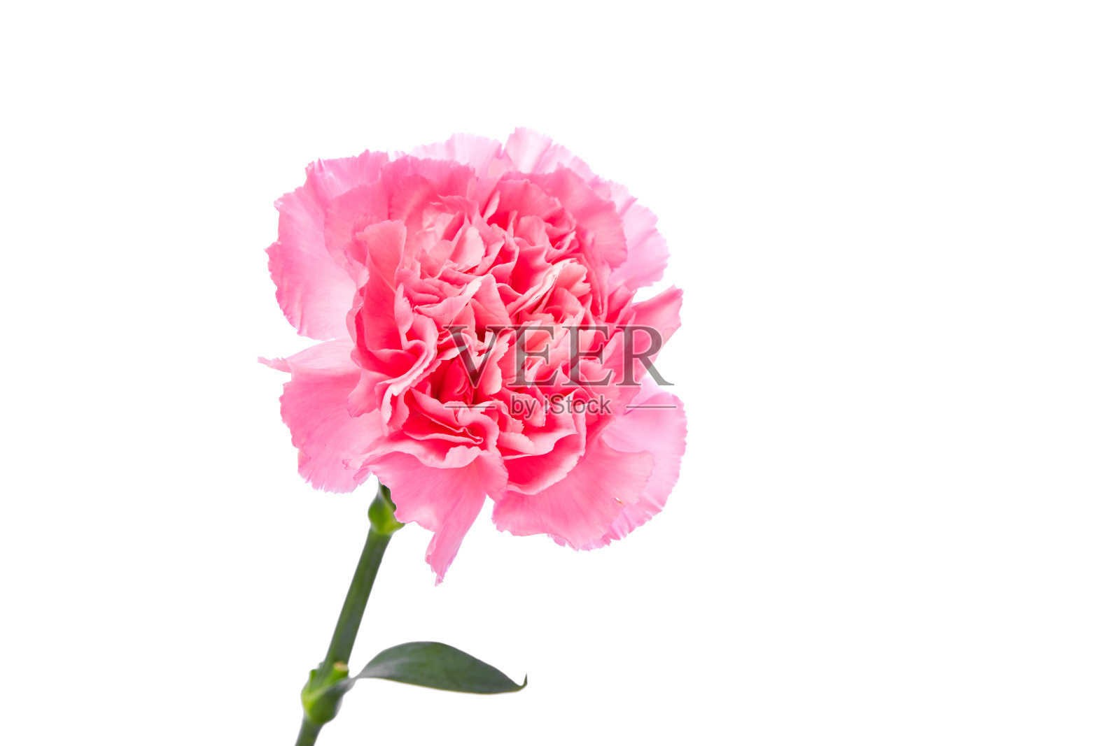 粉红色的康乃馨孤立在白色背景上照片摄影图片