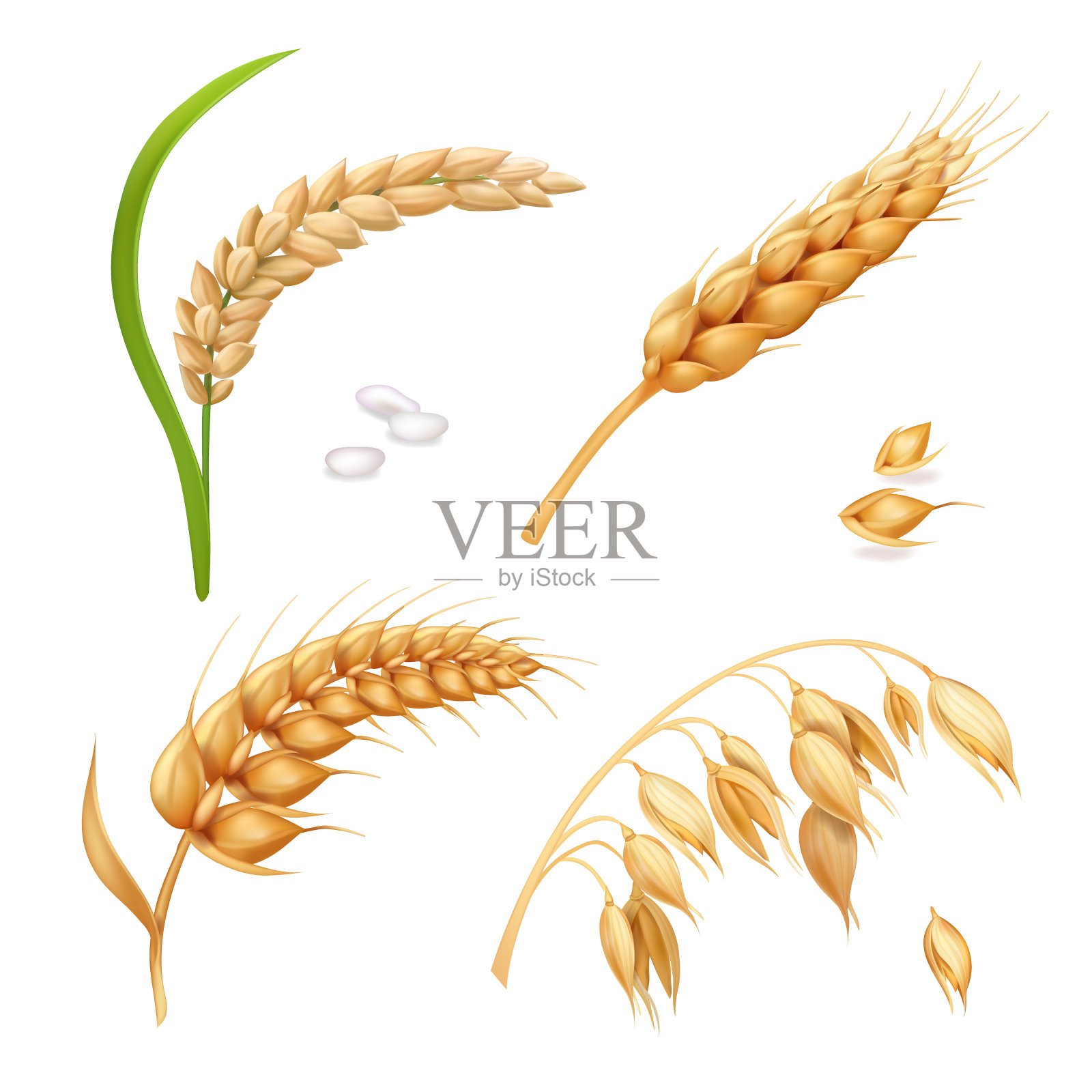 小麦，大麦，大米和燕麦。耳朵向量组设计元素图片