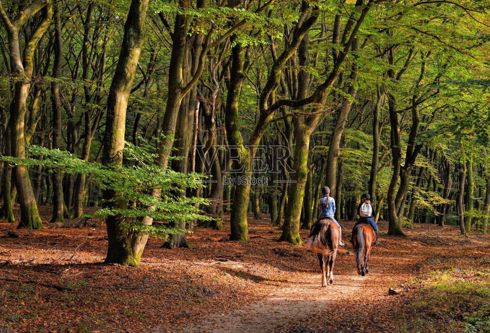 后视图两个女人骑马穿过秋天的彩色山毛榉树林照片摄影图片