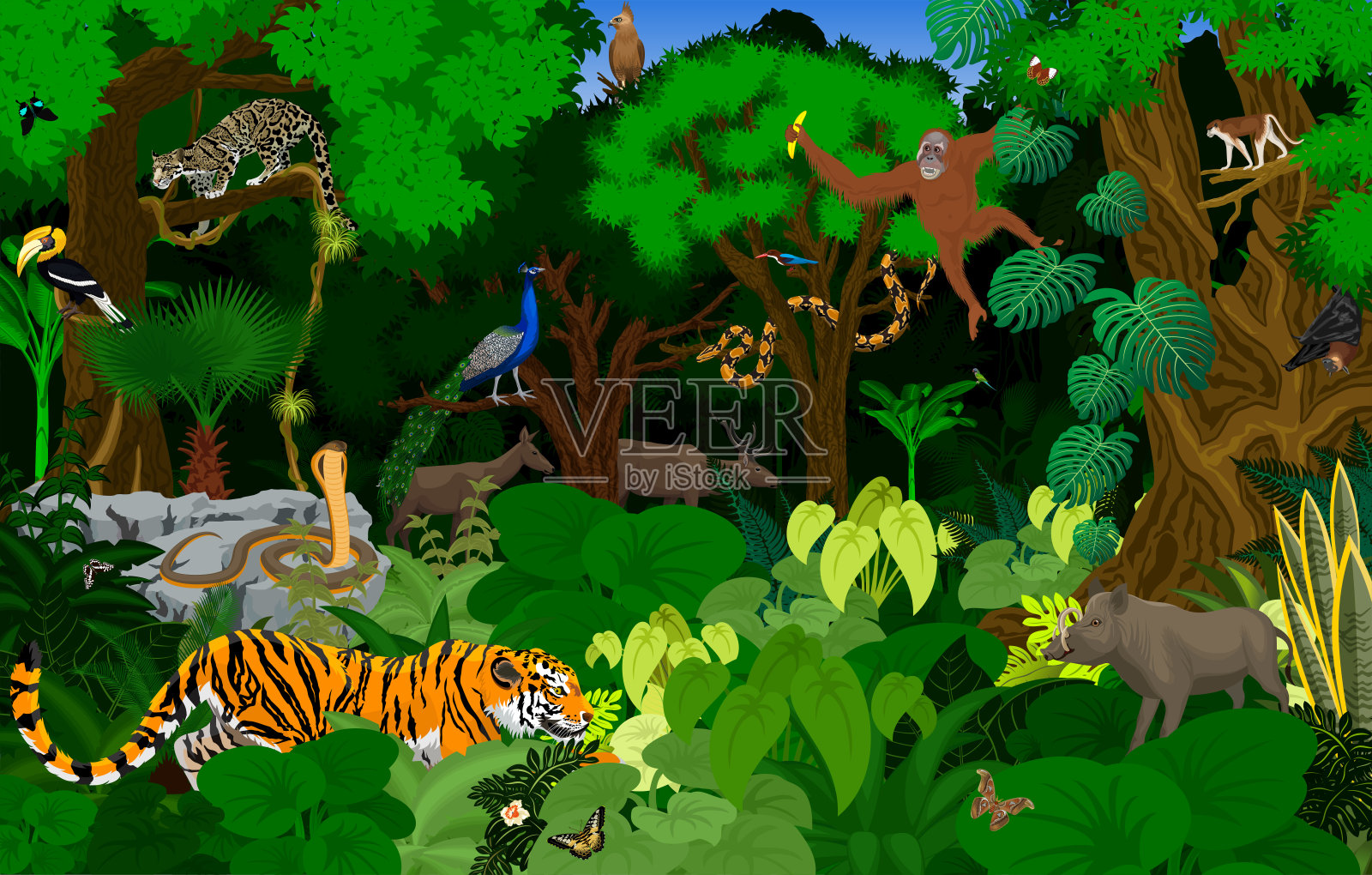 矢量泰国丛林雨林与动物插图插画图片素材