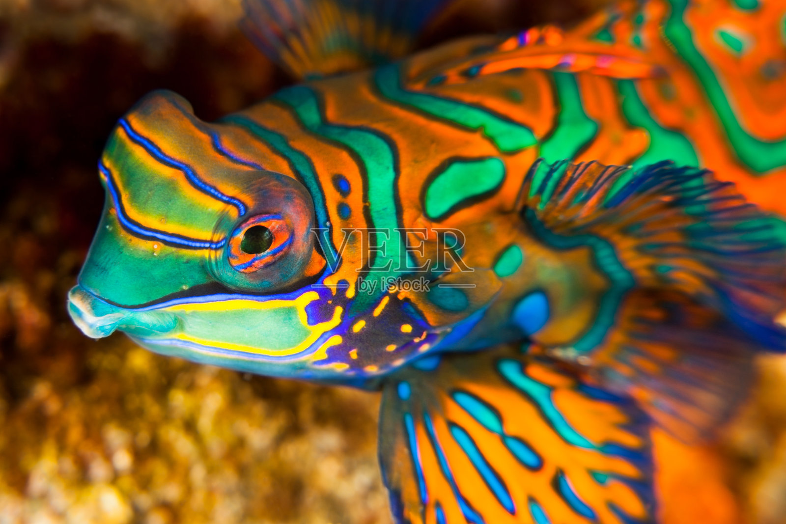 印度尼西亚班达内拉岛的华丽鳜鱼画像照片摄影图片