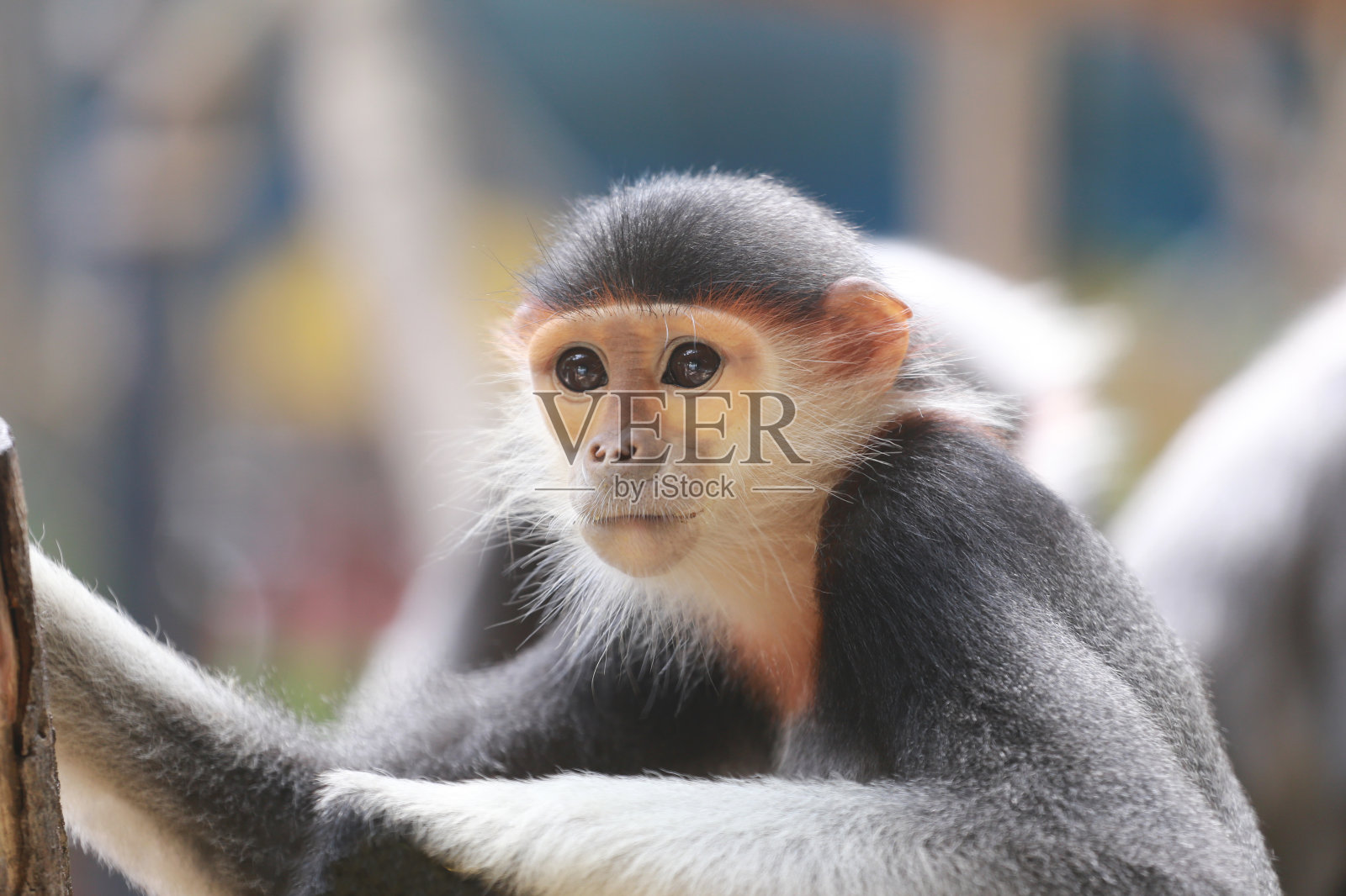 亚洲猕猴，濒危物种概念。照片摄影图片