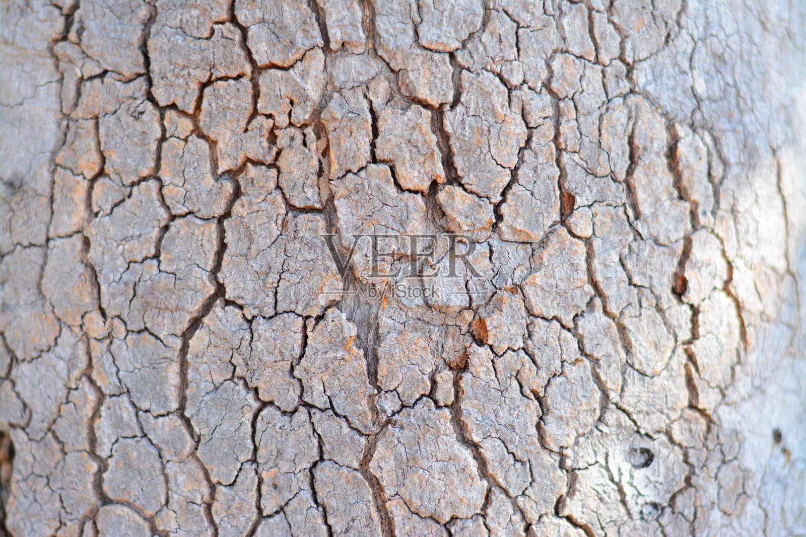 木质树皮背景纹理。照片摄影图片