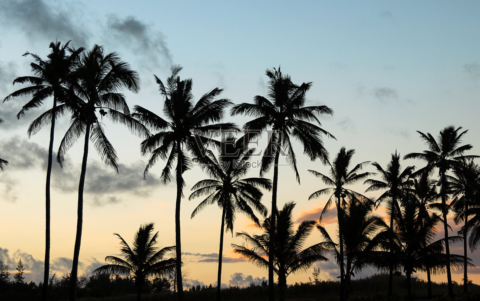 背光下的棕榈树照片摄影图片