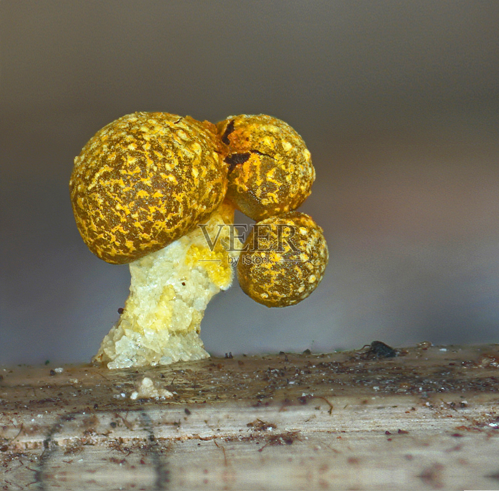 A fruit body of a slime mold Physarum polycephalum照片摄影图片