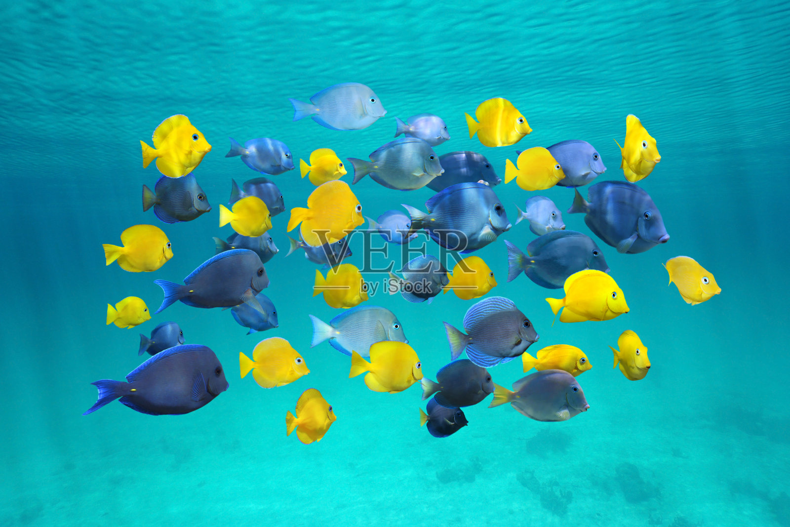 水面下五彩缤纷的热带鱼群照片摄影图片