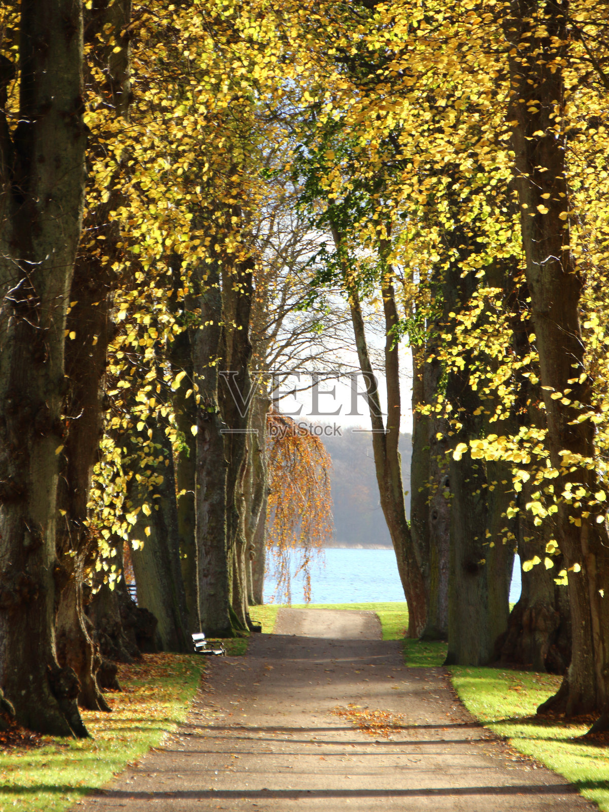 宽阔的散步大道在秋天的颜色照片摄影图片