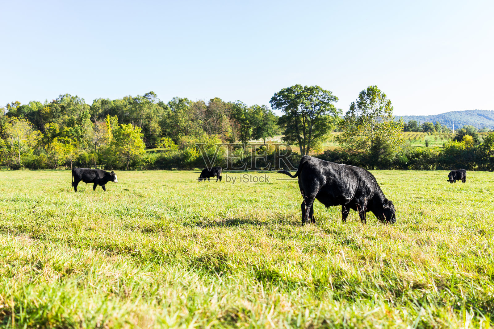 黑牛在弗吉尼亚农场的牧场上吃草照片摄影图片