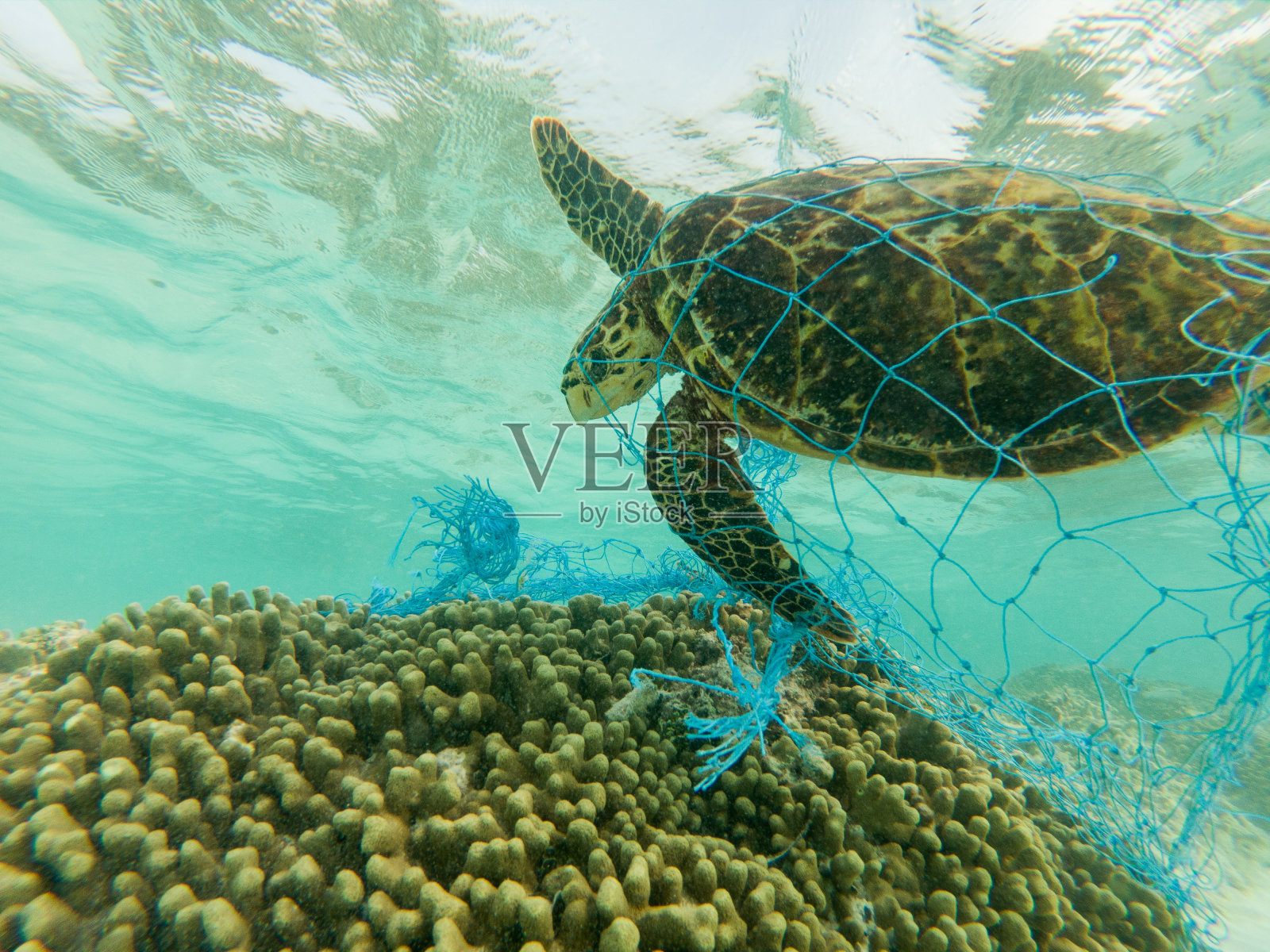 绿海龟和废弃的渔网照片摄影图片