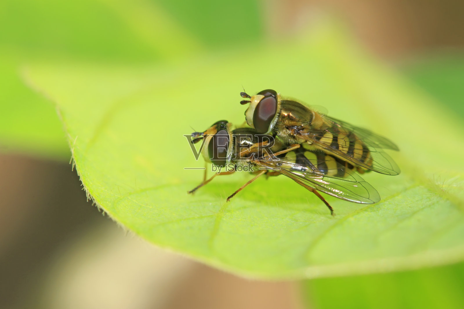 野生植物上的食蚜蝇科照片摄影图片