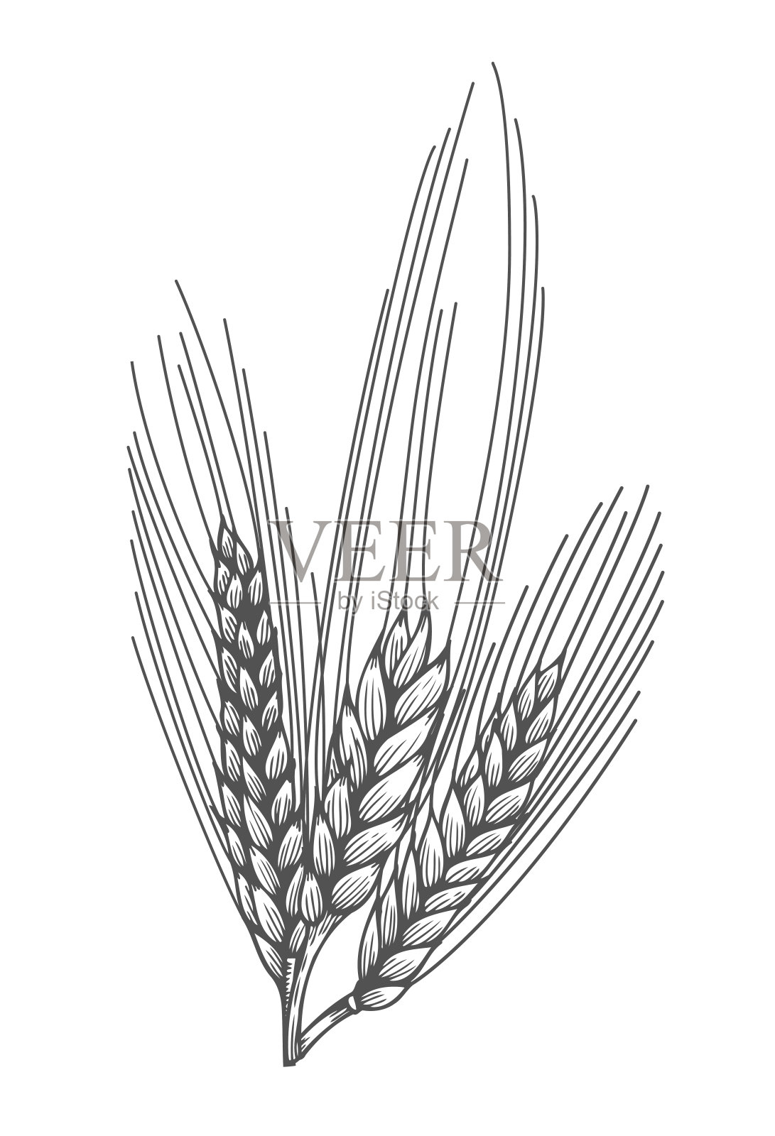 小麦面包穗素描插画图片素材
