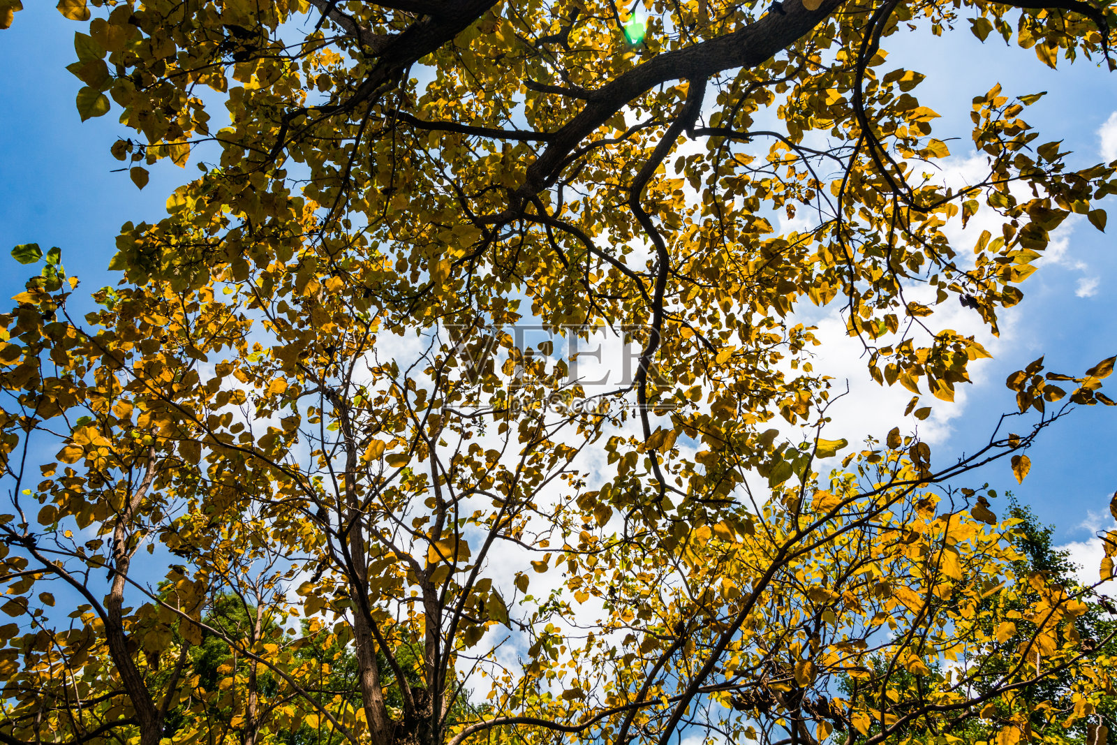 温暖的秋天的阳光穿过金色的树梢，与美丽的明亮的蓝色天空照片摄影图片