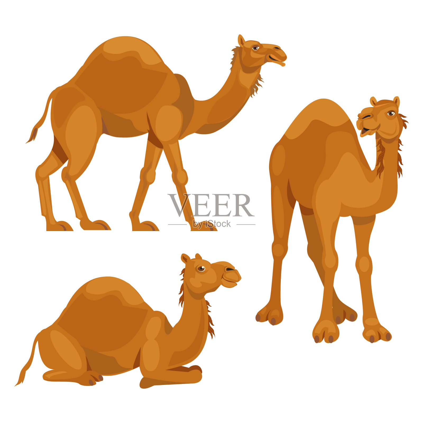 设置三个骆驼插画图片素材