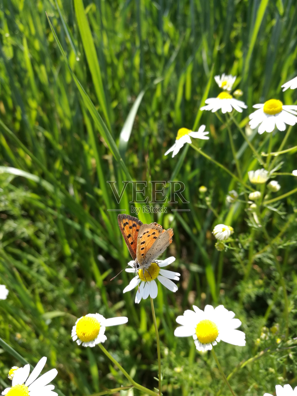 意大利，托斯卡纳，格罗塞托玛尔玛，雏菊上的蝴蝶照片摄影图片