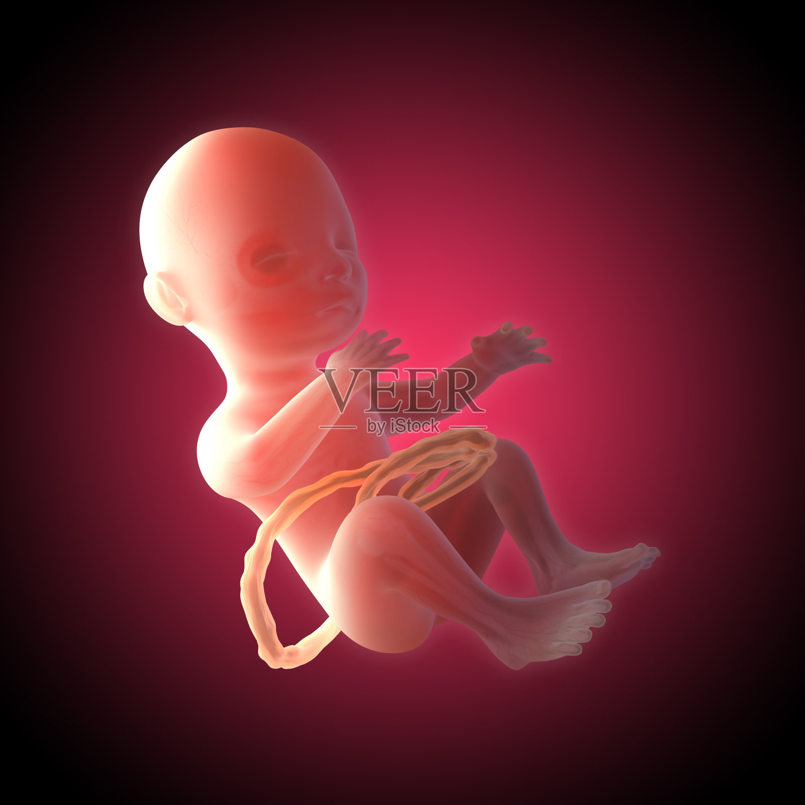 35周龄胎儿的3d图像插画图片素材
