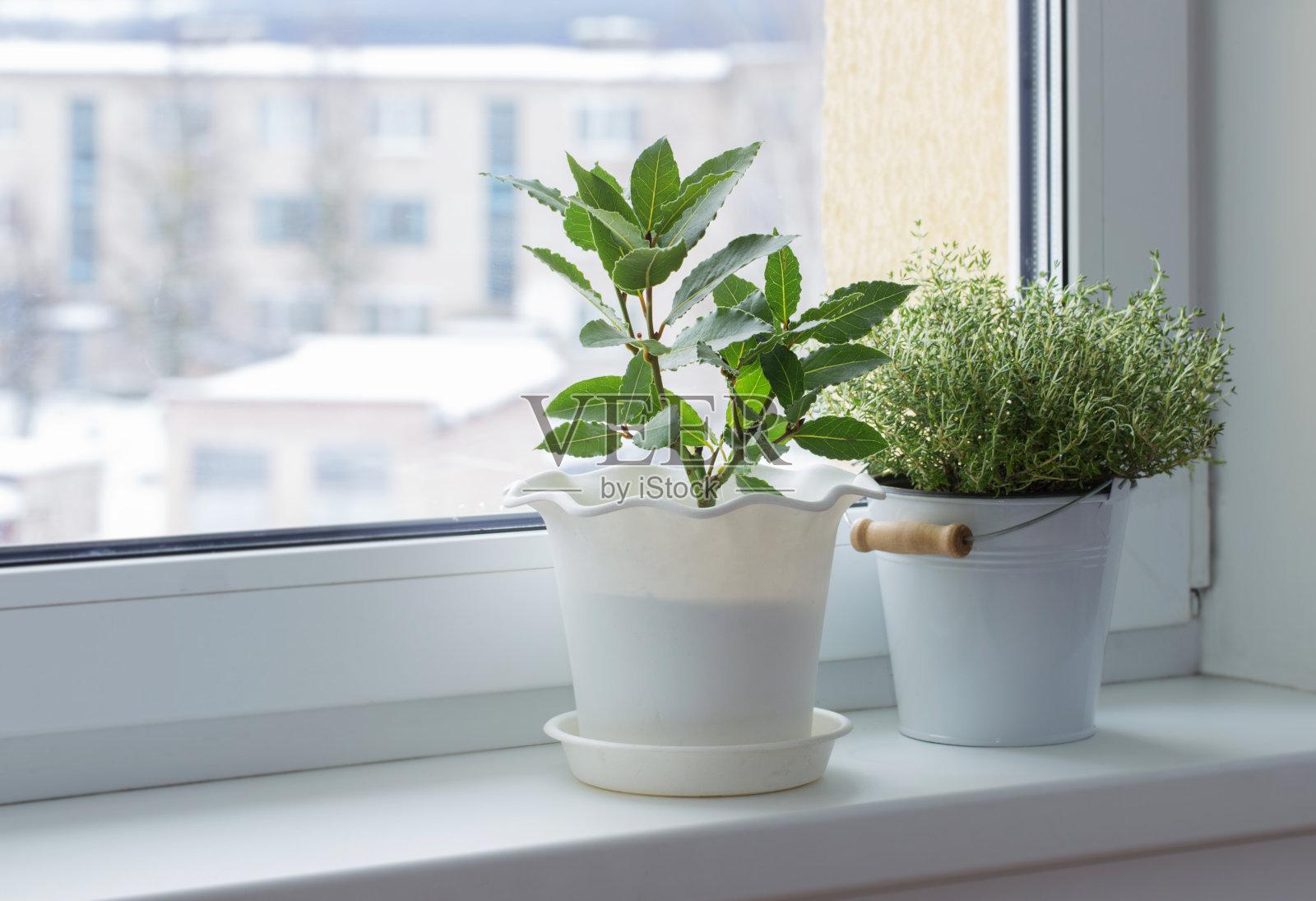 冬天窗台上有绿色植物照片摄影图片