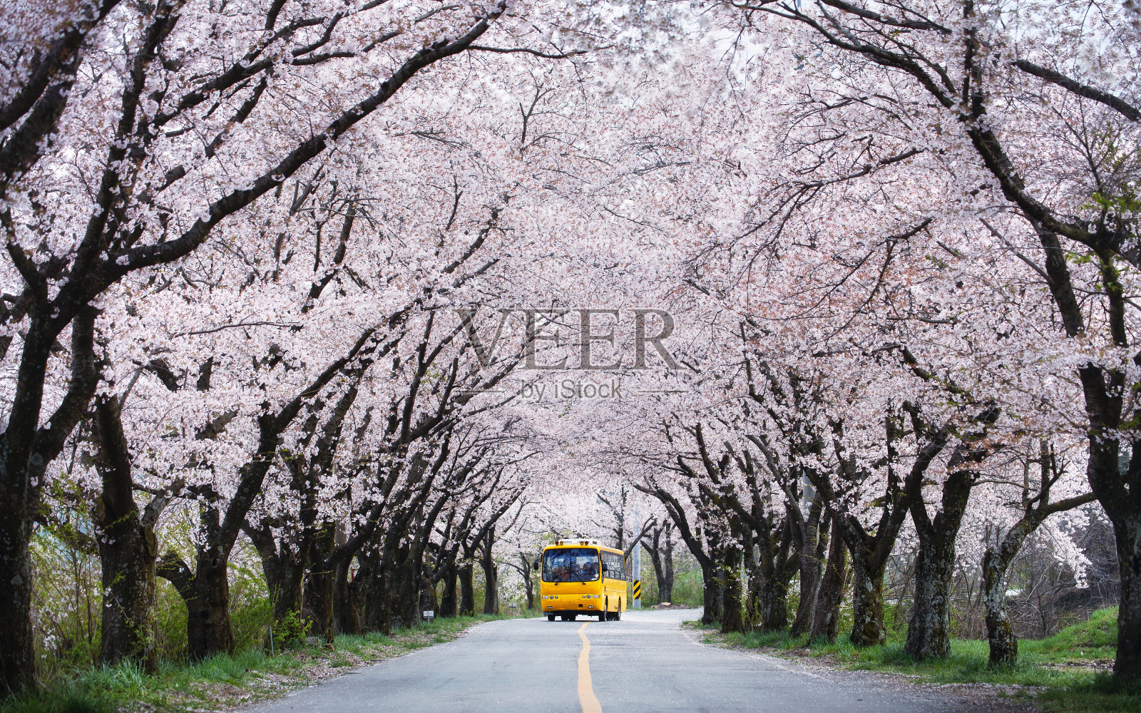 黄色巴士驶过樱花隧道照片摄影图片