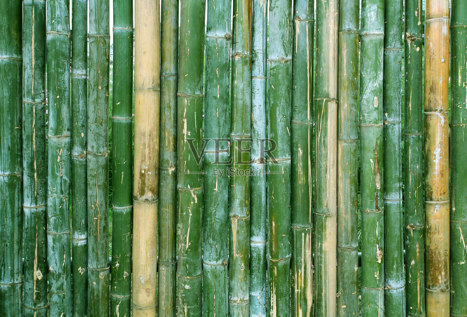 绿竹栅栏纹理背景。照片摄影图片