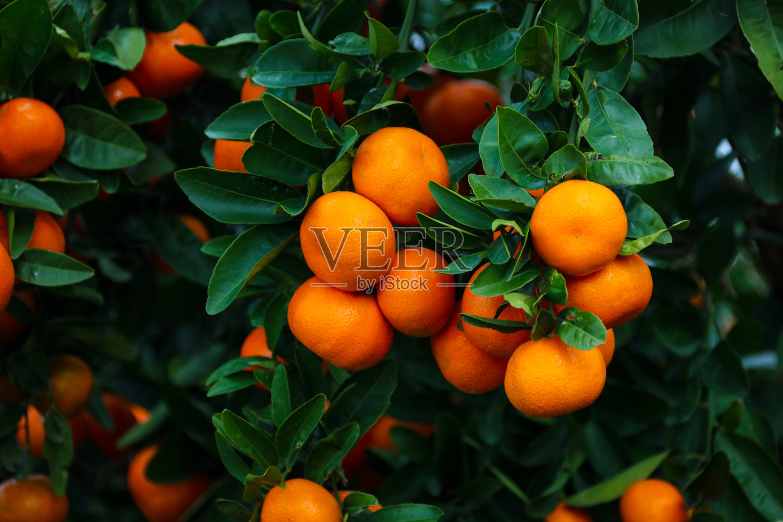 橘树，果实累累照片摄影图片