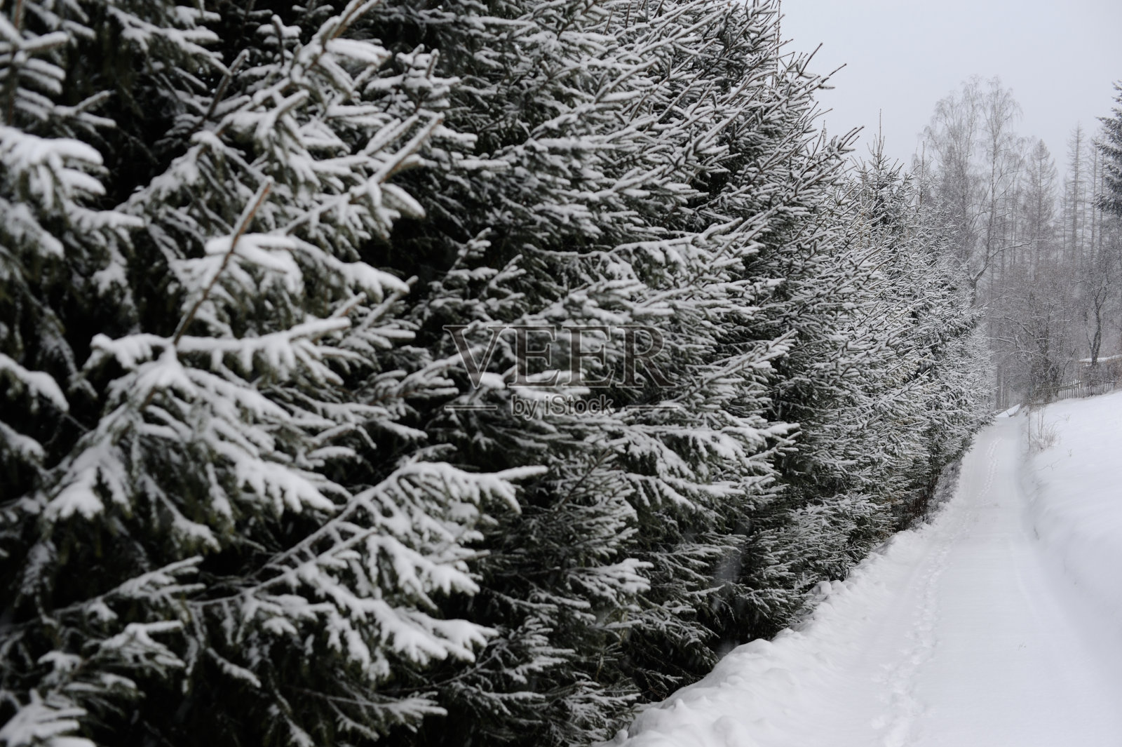 在冬季的暴风雪中，波兰南部一条铺满云杉的雪道照片摄影图片