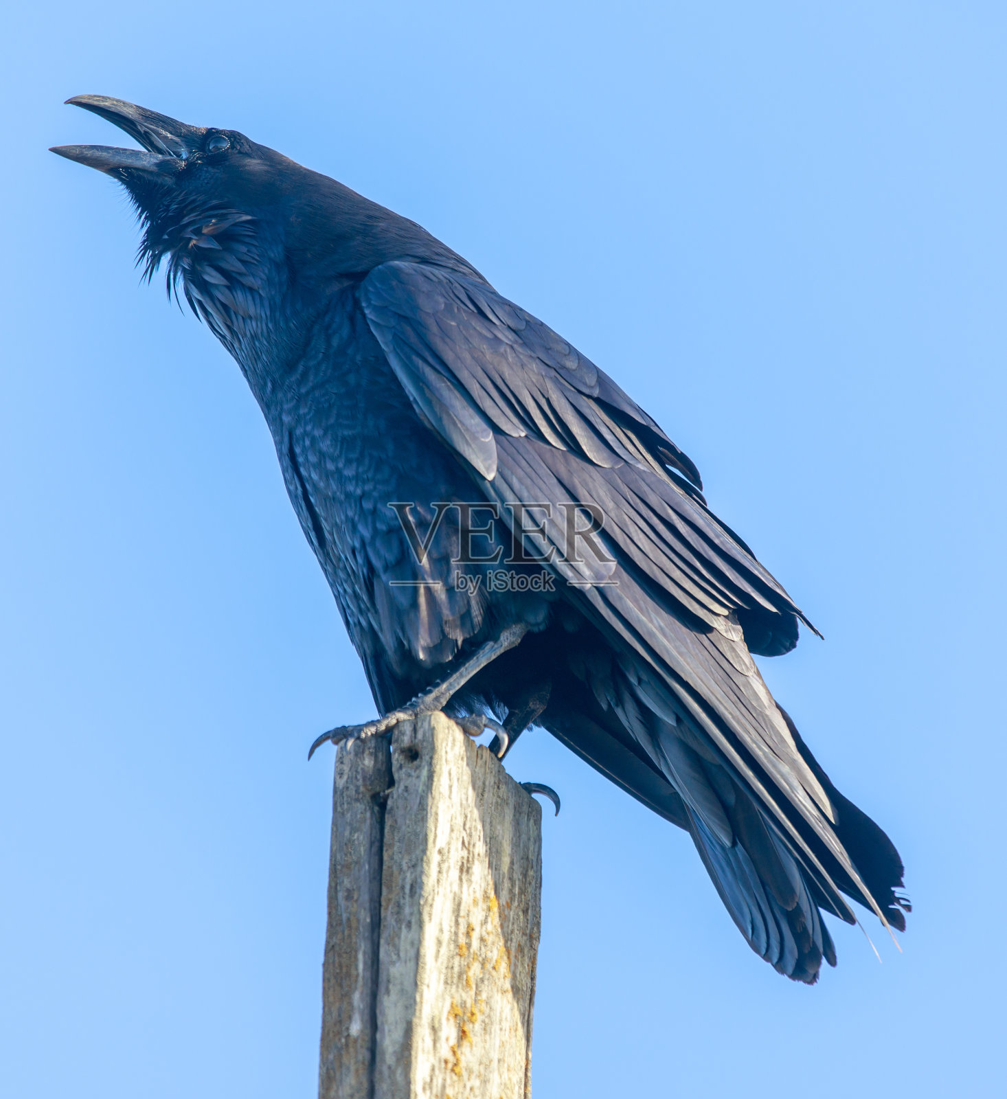 普通乌鸦(Corvus corax)栖息在一根杆子上呱呱叫照片摄影图片